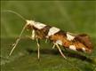 0410 (20.011) Argyresthia brockeella